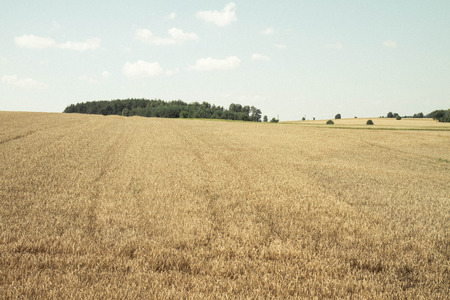 field of ryeの写真素材