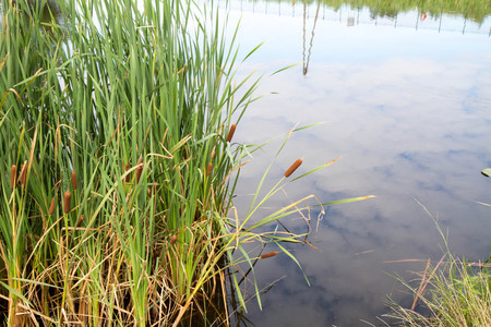 Typha (bulrush or cattail) spikesの写真素材