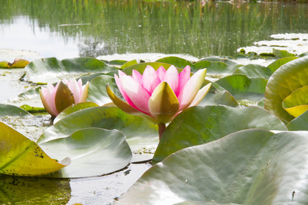 Pink Waterlily among Lily Padsの写真素材