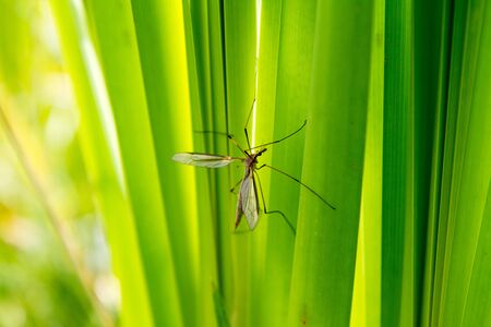 A female Mosquito on a blades of reedの写真素材