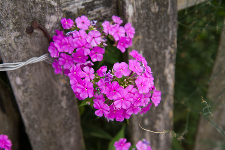Flowers growing by a fence in a gardenの写真素材