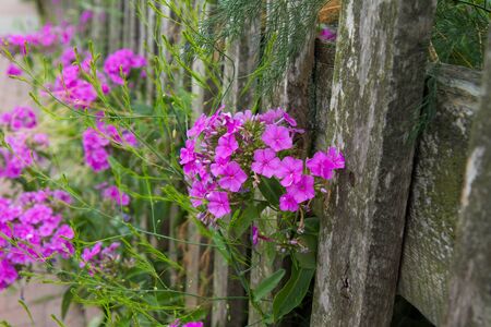 Flowers growing by a fence in a gardenの写真素材