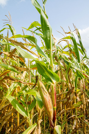 Corn growing on a fieldの写真素材