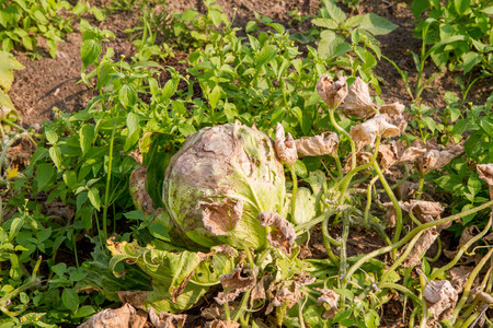 Cabbage growing in a garden damaged by pestの写真素材