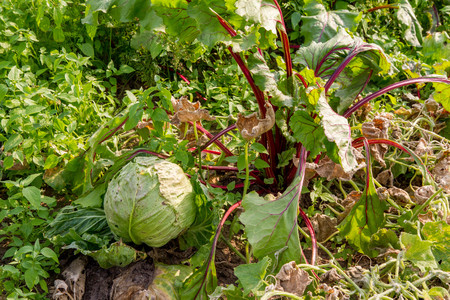 Beetroot and cabbage growing in a fieldの写真素材