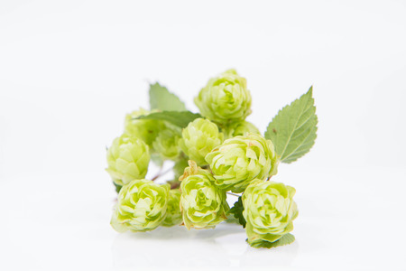 Hops - flowers of the hop plant Humulus lupulusの写真素材