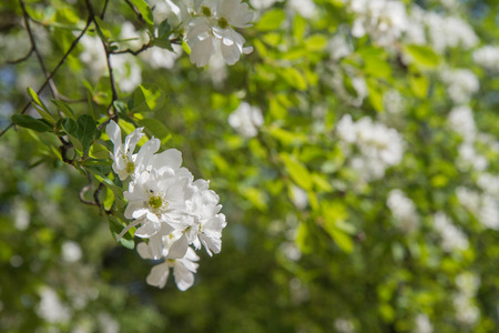 The Common pearlbush (Exochorda racemosa)の写真素材