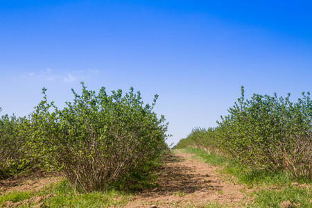 Aronia (chokeberries) growing in a fieldの写真素材
