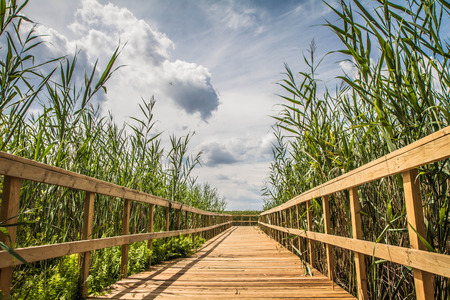 Bridge leading to a lake with bulrush growing all around