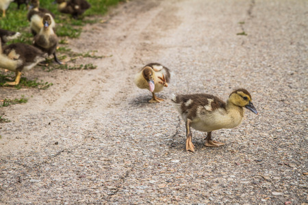 Ducklings on a roadの写真素材