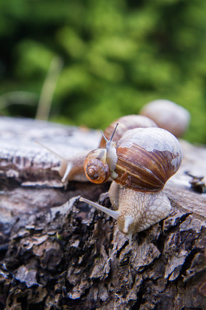 A group of Roman snails (Helix pomatia) on a treeの写真素材