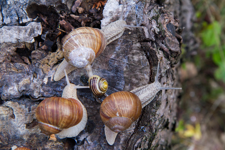 A group of Roman snails (Helix pomatia) on a treeの写真素材