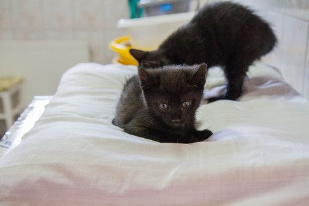 Black kittens in a basementの写真素材