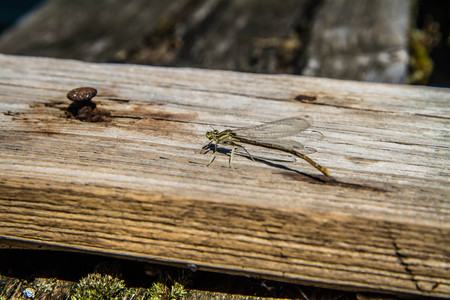 Dragonfly on a wooden bridgeの写真素材
