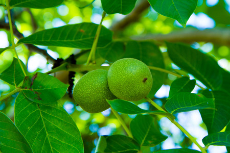 The common walnut in growthの写真素材