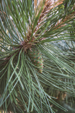 The black pine tree with some fresh cones on a branch