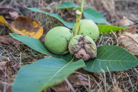 The common walnut on a leafの写真素材