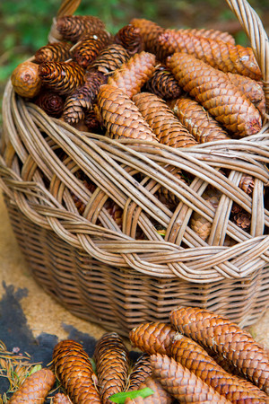 Basket full of spruce conesの写真素材