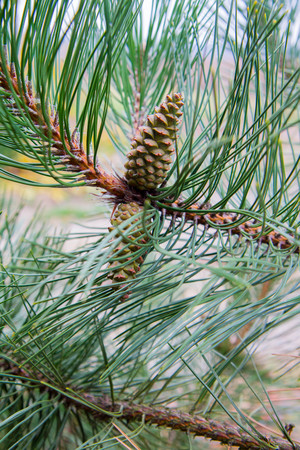 The black pine tree with some cones on a branch