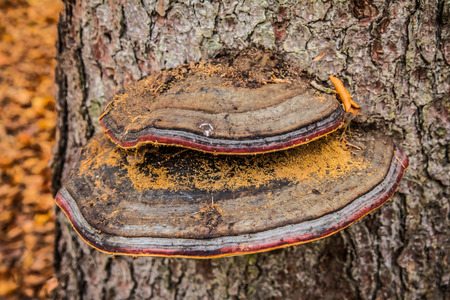 Colorful polypore growing on a beech tree