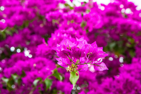 Bougainvillea plant bloomingの写真素材