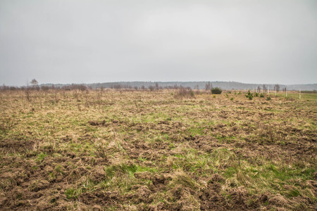 Empty meadow with some trees on it