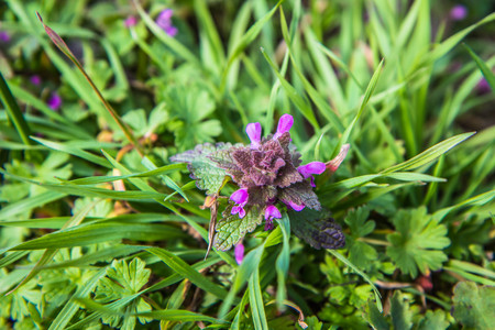Dead-nettle (Lamium purpureum) blooming in a meadow
