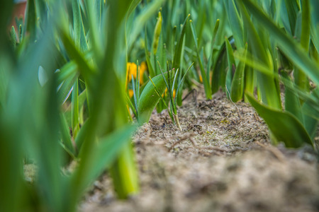 Crocus flowers starting to bloom in a garden