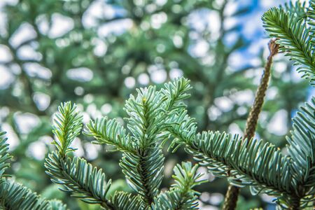 Fir tree (Abies koreana) - close up of branches
