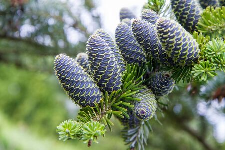 Bunch of fir tree with cones on a branch in close up