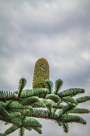 Fir tree with a cone on a cloudy skyの写真素材