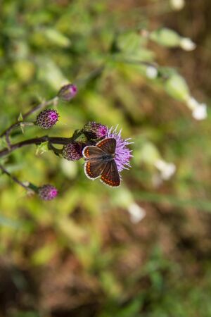 The common blue butterfly (female) on a thistleの写真素材