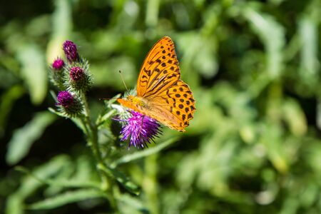 The Silver-washed fritillary (Argynnis paphia) on a thistle flowerの写真素材