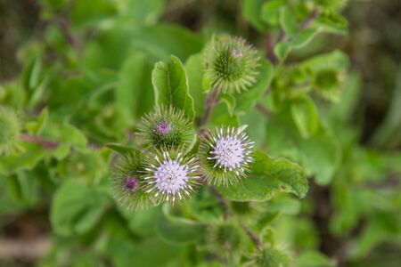 The Melancholy thistle (Cirsium heterophyllum) in a meadowの写真素材