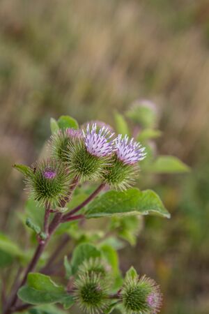 The Melancholy thistle (Cirsium heterophyllum) in a meadowの写真素材