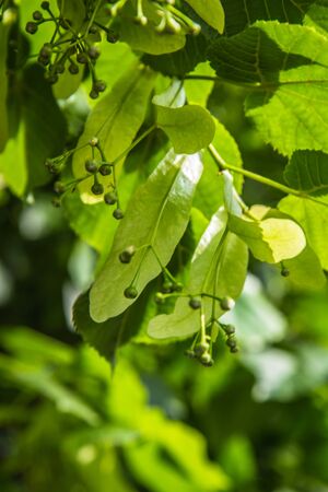 The Common lime tree (Tilia europaea) in close upの写真素材