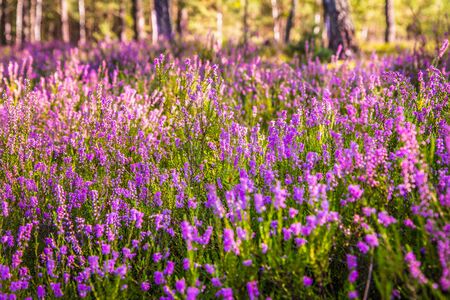 Common heather (Calluna vulgaris) blooming in a forestの写真素材