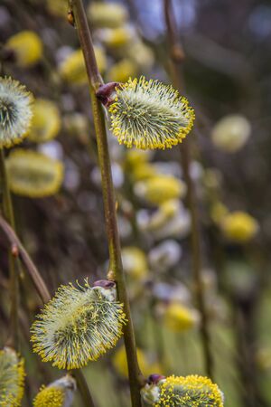 Flowering catkins on a willowの写真素材