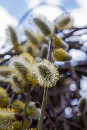 Flowering catkins on a willowの写真素材