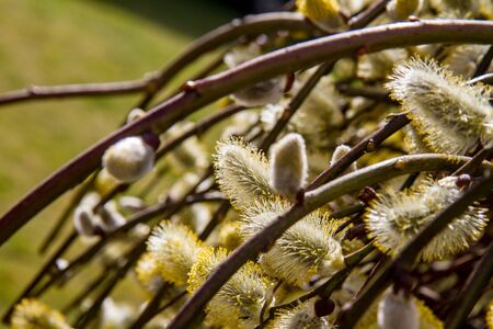 Flowering catkins on a willowの写真素材