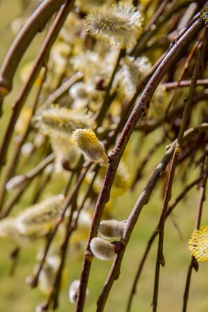Flowering catkins on a willowの写真素材