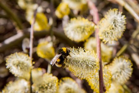 Bumblebee on flowering catkins of a willowの写真素材