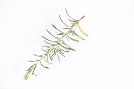 Rosemary (Salvia rosmarinus) twig on a white backgroundの写真素材