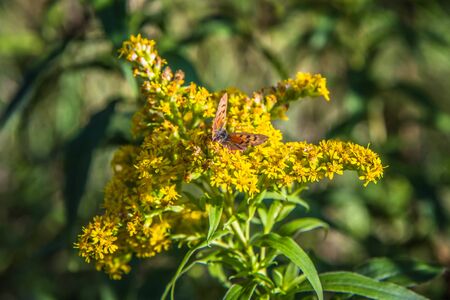Butterfly on the European goldenrod plantの写真素材