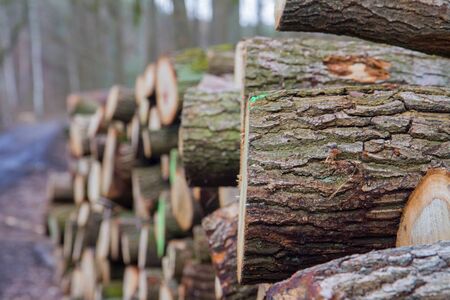 Cut down tree trunks on a pile in a forest, ready for transportation