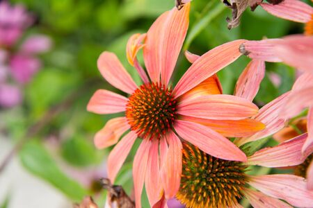 Echinacea blooming in a gardenの写真素材