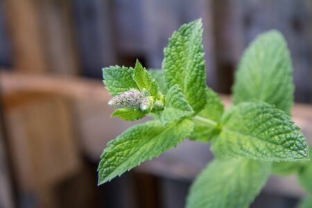 Mint growing in a garden