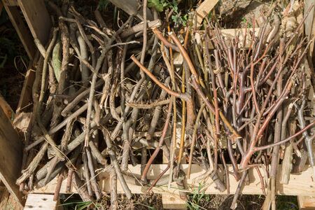 Pile of wood - cut branchesの写真素材