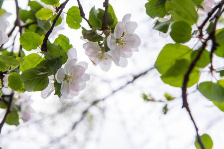Apple tree blooming in spring seen upwards against the skyの写真素材