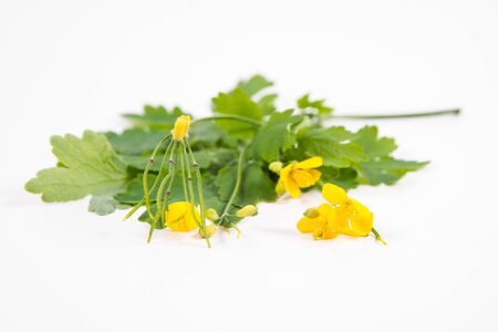 The Swallowwort (Chelidonium majus) on a white backgroundの写真素材